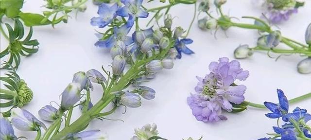 花语传递歉意，用花来表达心意（以表示歉意的花，让你的道歉更加贴心）