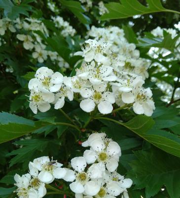 守护的花语——了解花卉中代表守护意义的花朵（探索花语中传递守护之爱的花朵和含义）