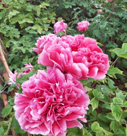 花语中的思乡之情（揭秘思乡花语，探寻乡愁的绵长情结）