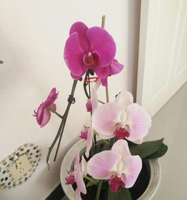 花的无私奉献（花语中的无私奉献之美）