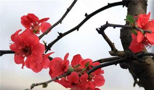花开花落，想念留存（以花语为纽带，述说思念之情）