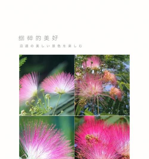 花语浪漫舞动的心动之情（以花语传递心动的暗示，悄悄揭示爱意）