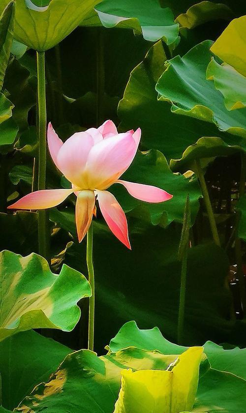 忧愁之花（深入解读表示忧愁的花的花语及其象征意义）