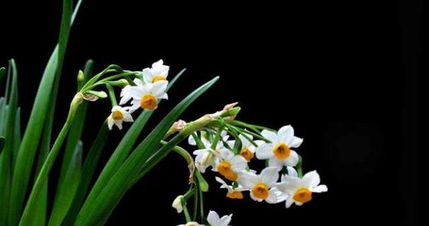 花语中的原谅之花-以花来表达原谅的美好意义（探索花语中代表原谅的花朵，传达情感的力量）