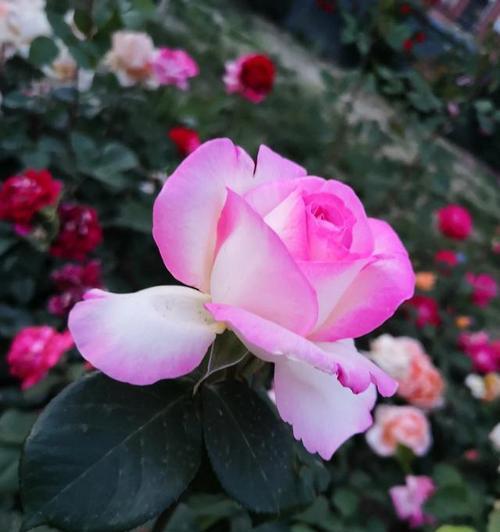 再见的花语（用鲜花表达再见之情，传递内心的离别之意）