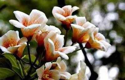 花开真诚，意味着什么？（揭示真诚花的花语及其象征意义）