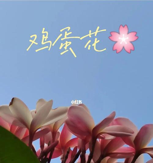 自信的花语（以自信之花探索美丽背后的自信密码）