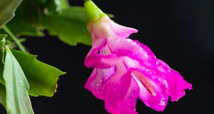 花语尊敬老师的美好表达（用花朵向师恩致敬）