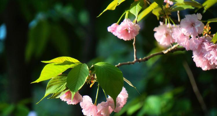 遵守时间的花（以花朵为媒介，告诉我们时间的珍贵和重要性）