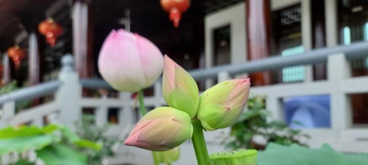 并蒂莲（和谐共生，坚毅不拔，相互支持）