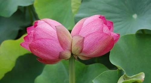 并蒂莲（和谐共生，坚毅不拔，相互支持）