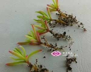 以波露花代表的心灵的美（传递希望与爱的芬芳）