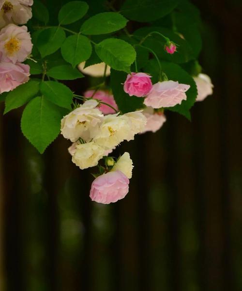 蔷薇花语——用不同颜色传达的情感（探寻蔷薇花的红、白、黄、粉、紫花语之美）