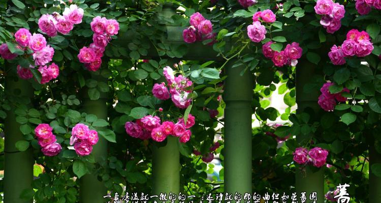 蔷薇花语——用不同颜色传达的情感（探寻蔷薇花的红、白、黄、粉、紫花语之美）