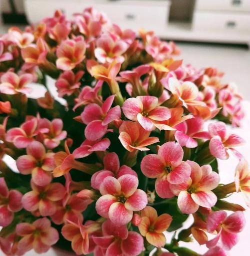 以不同的颜色长寿花花语为主题的鲜花之美（探索长寿花不同颜色的意义，让花语传递爱与祝福）