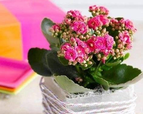 以不同的颜色长寿花花语为主题的鲜花之美（探索长寿花不同颜色的意义，让花语传递爱与祝福）