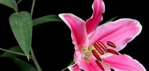 百合花语之美——不同颜色的百合花所传达的含义（百合的花语及其象征意义，带你走进花海的世界）