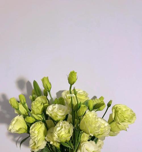 缤纷桔梗花语（探寻桔梗花色的深意与传递的情感）