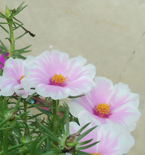 以不同颜色太阳花的花语（探索太阳花颜色所代表的不同寓意）