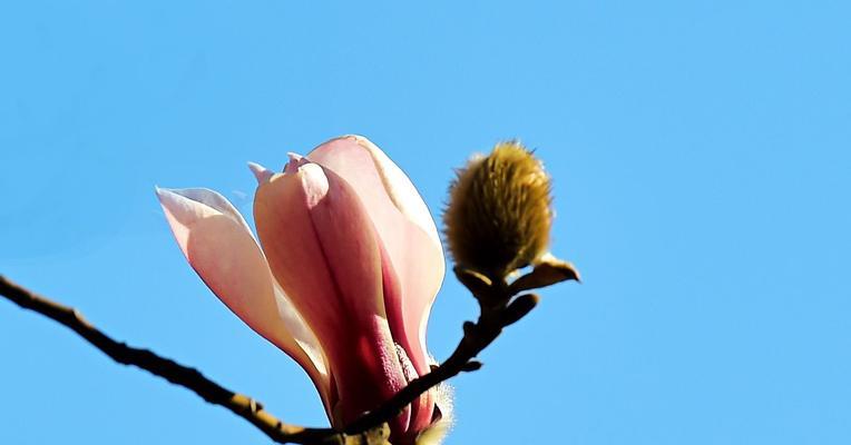 玉兰花的花语之不同颜色的意义（解读玉兰花色彩传递的情感和寓意）