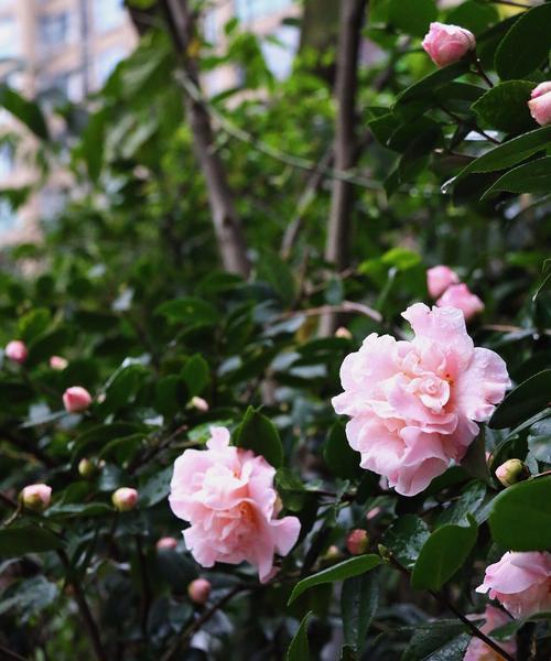 茶花的象征意义与含义（揭秘茶花的神秘语言——茶花花语）