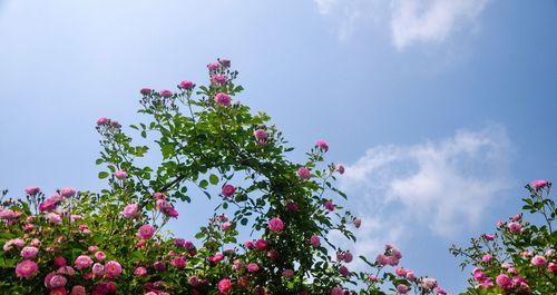 茶蘼的花语与寓意（探寻茶蘼花语，解读它的含义）