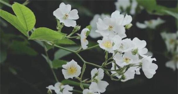 茶蘼花（茶蘼花的象征与寓意）