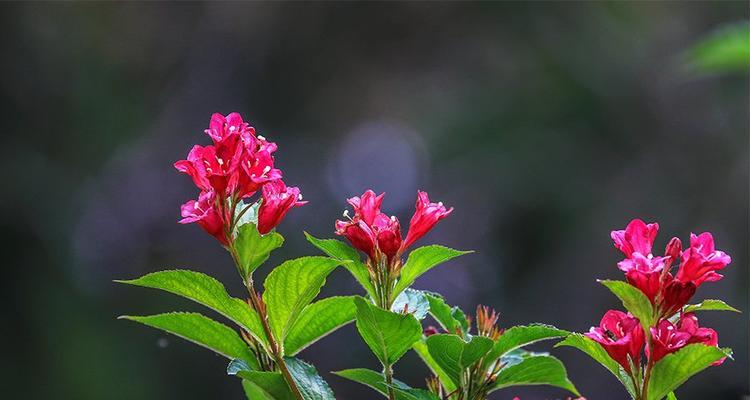 花叶锦带花——美丽易养的植物（适合室内养护的花叶锦带花种植技巧与注意事项）