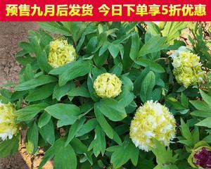 从小苗到繁花（如何种植牡丹苗，让其成长为繁盛花海？）