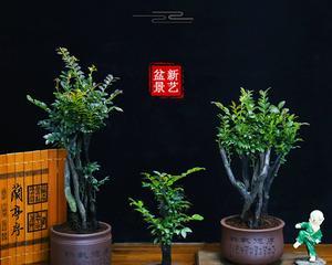 如何养护黑骨茶盆景——从土壤到日常护理全解析