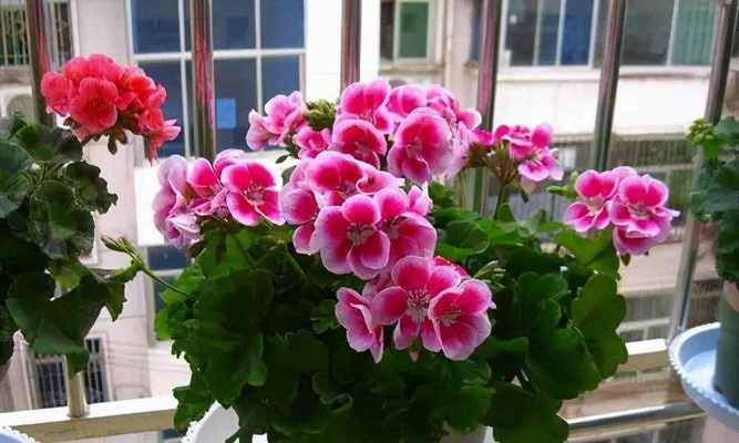 冬日开花，花香四溢（冬季花卉大盘点，欣赏花海）
