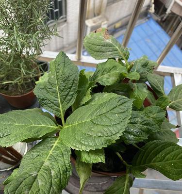 绣球花移栽后叶子蔫了怎么办？（解决方法和注意事项，植物保护）