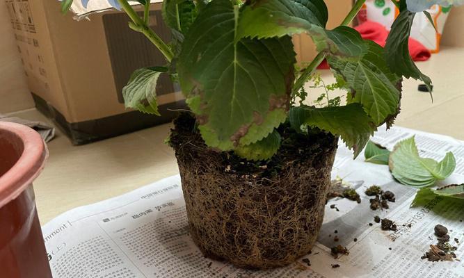绣球花移栽后叶子蔫了怎么办？（解决方法和注意事项，植物保护）