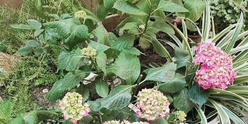 绣球花移栽后叶子蔫了怎么办？（解决方法和注意事项，植物保护）