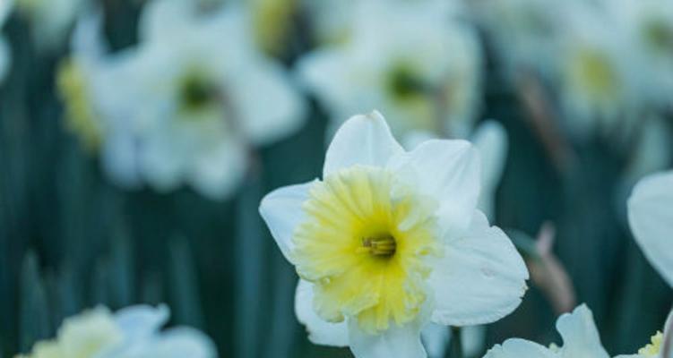 水仙花的花期和养护技巧（掌握这些，让你的水仙花开得更美！）