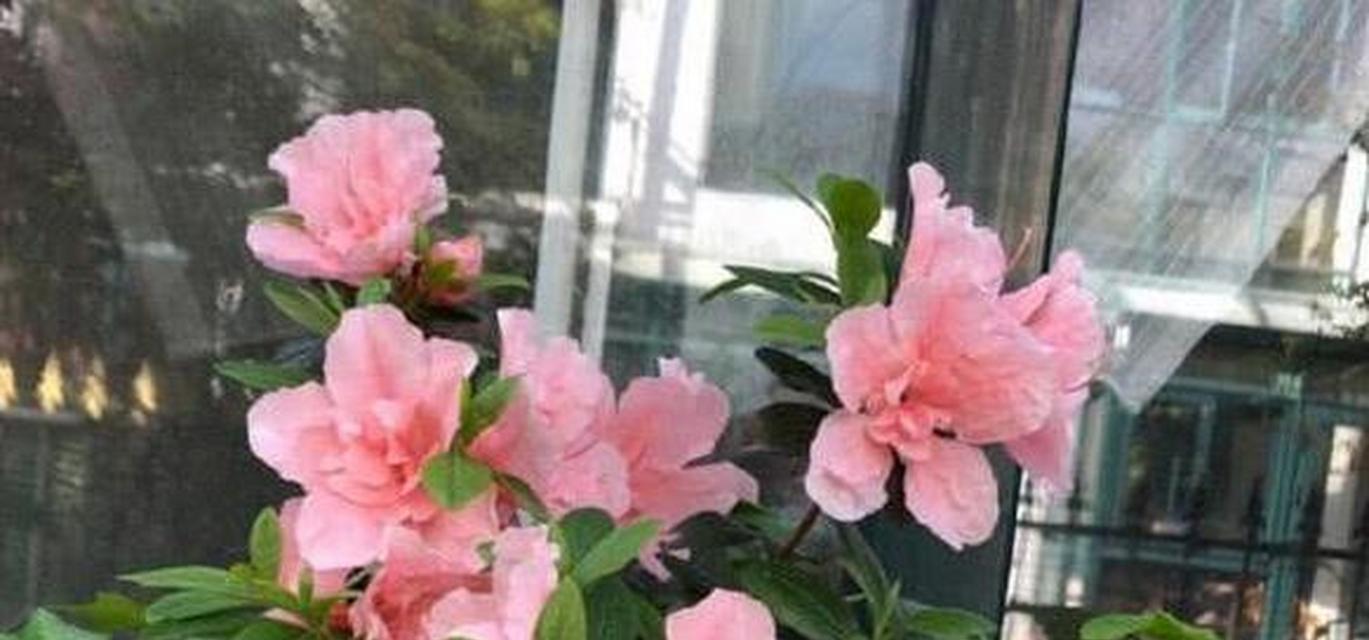 杜鹃花的种植与养护（了解杜鹃花的九宫格秘籍，轻松打造春日花海）