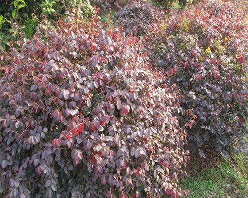 红花继木球栽植指南（从选择品种到日常养护，让你轻松成为红花继木球种植专家）
