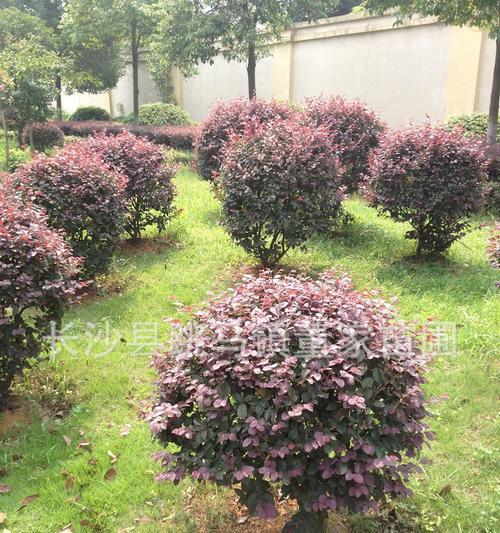 红花继木球栽植指南（从选择品种到日常养护，让你轻松成为红花继木球种植专家）