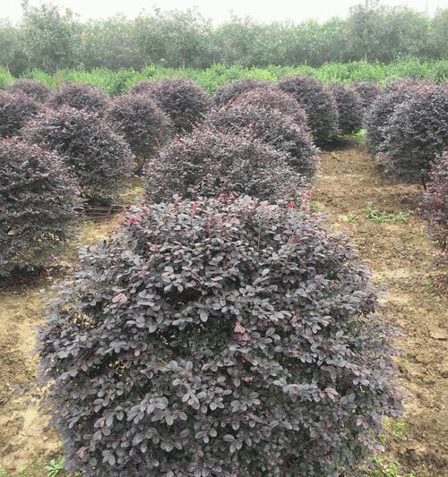 红花继木球栽植指南（从选择品种到日常养护，让你轻松成为红花继木球种植专家）