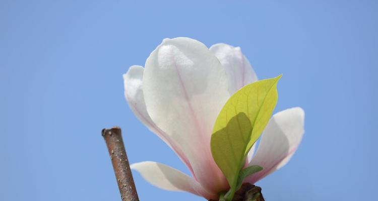 玉兰花开放季节（了解玉兰花开花季节及花期）