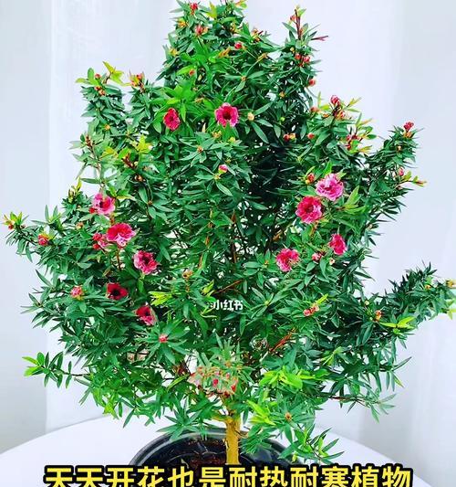 耐热又耐寒的花卉推荐（适合各种环境条件的8种鲜花品种）