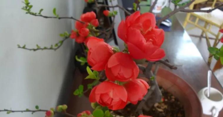 如何养护玻璃海棠花（修剪指南、）