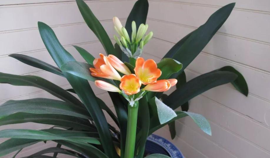 君子兰不开花，原因与解决方法（植物生长的秘密与技巧）