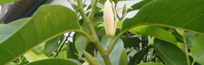 如何养好白兰花（种植技巧、水肥管理、温度控制，让白兰花花开满枝）