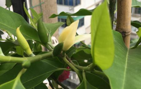 如何养好白兰花（种植技巧、水肥管理、温度控制，让白兰花花开满枝）