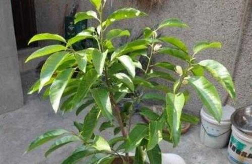 如何养好白兰花（种植技巧、水肥管理、温度控制，让白兰花花开满枝）