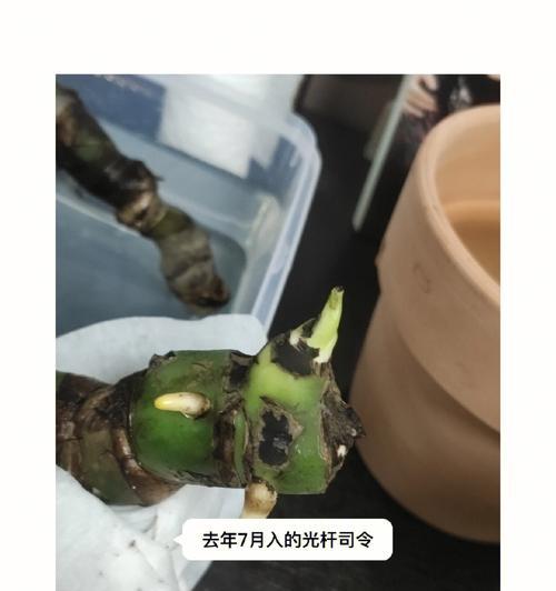 龟背竹老桩催芽方法（简单易行的桩杆繁殖技巧）