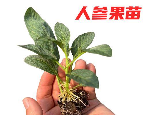 人参果种植技巧