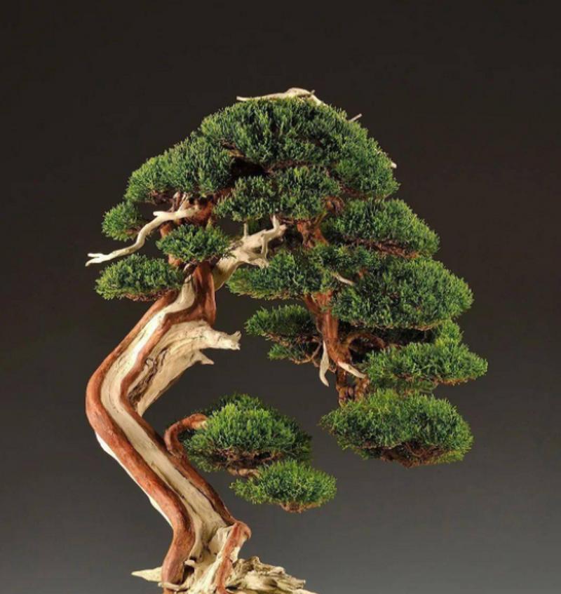 松柏树的形态与特征（探究松柏树的外貌、生长条件及生命周期）