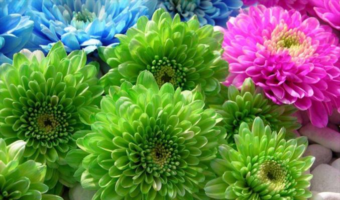 翠菊的养殖方法与注意事项（打造美丽花园，轻松养护翠菊）